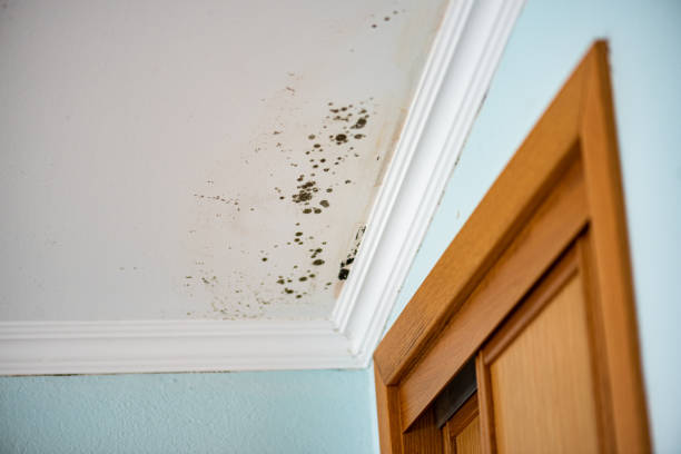 Best Local Mold Removal Service  in Tioga Terrace, NY