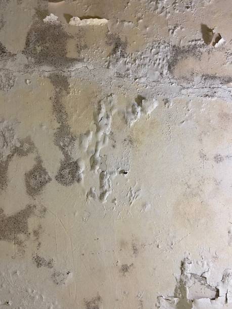 Best Attic Mold Removal  in Tioga Terrace, NY