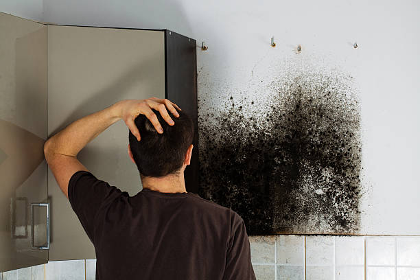 Best Black Mold Removal  in Tioga Terrace, NY